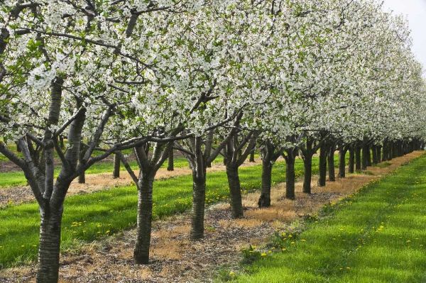 Canada, Ontario Apple orchard in bloom